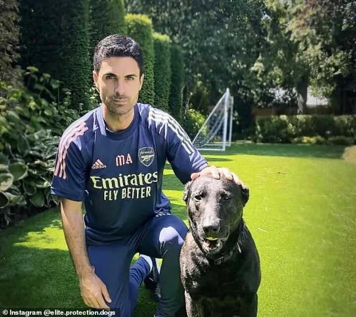 Elite protection deals dogs