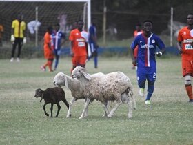 PHOTO: Sheep invade pitch during NC Special Competition match between Liberty Professionals and Ebusua Dwarfs