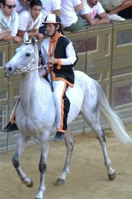 Adidas equitation top