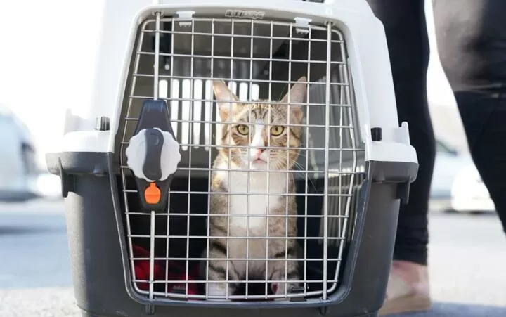Cat not come home discount