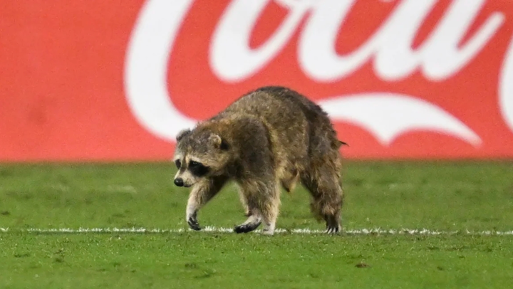 Thrilling call of a raccoon invading an MLS game might be the most epic ...