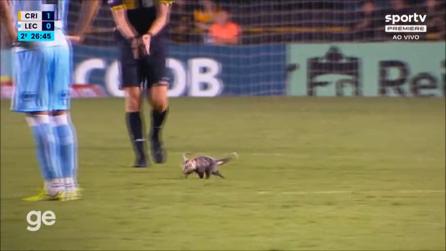 El desconocido animal en España que ha irrumpiudo en mitad de un partido de fútbol profesional