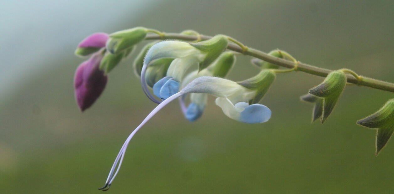 Argentinisches Medium: Eine blauviolette Blume aus den peruanischen Anden wurde nach Messi benannt